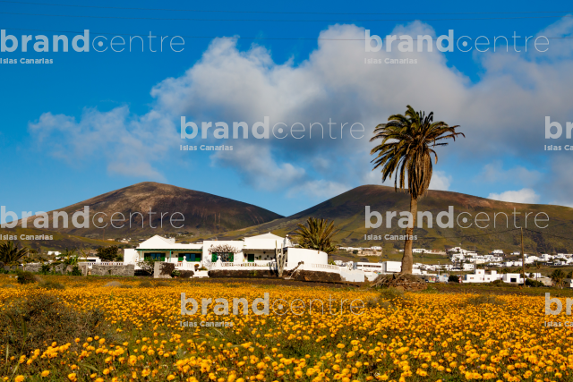 Lanzarote green and with flowers