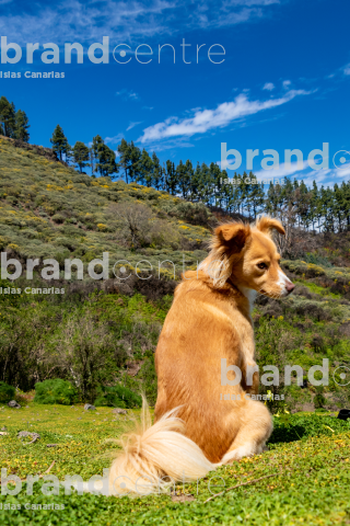 Walk with your pet near Fontanales Walk with your pet near Fontanales