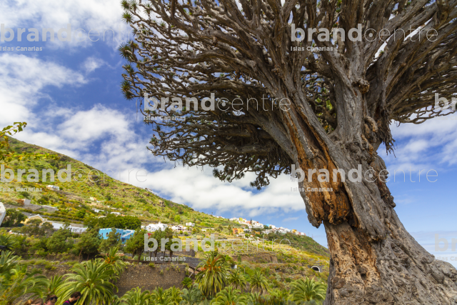Millennium Dragon Tree Millennium Dragon Tree