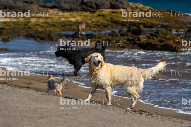 Mascotas en Playa del Horno