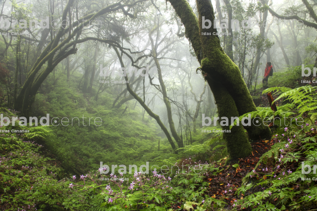 Bosque de laurisilva, Cumbre Nueva Bosque de laurisilva, Cumbre Nueva