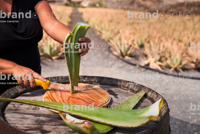 Lanzaloe - Plantación Aloe Vera - Producto Canario