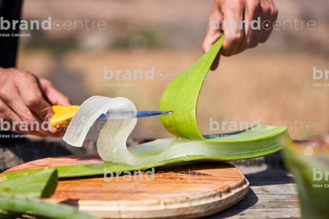 Lanzaloe - Aloe Vera Plantation - Canary Product