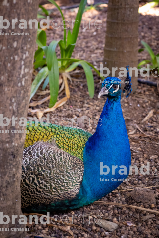 Garden of the Marquise