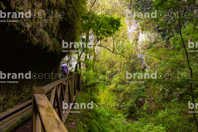 Los Tilos Forest (Waterfall) Los Tilos Forest (Waterfall)