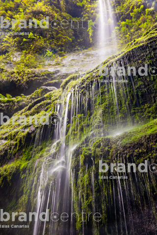 Los Tilos Forest (Waterfall)