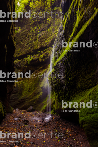 Los Tilos Forest (Waterfall) Los Tilos Forest (Waterfall)