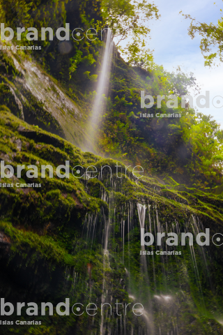 Los Tilos Forest (Waterfall)