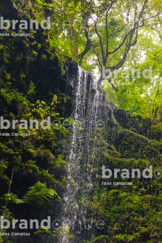 Los Tilos Forest (Waterfall) Los Tilos Forest (Waterfall)