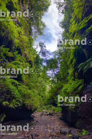 Los Tilos Forest (Waterfall)