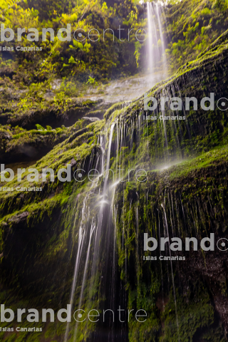 Los Tilos Forest (Waterfall)