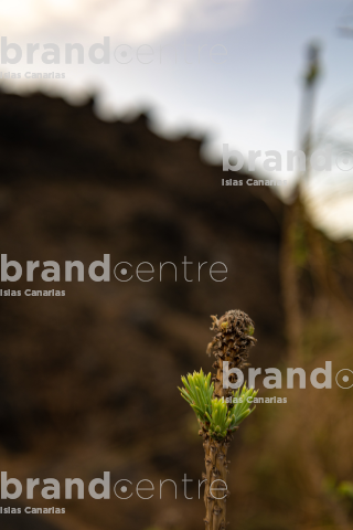 Volcán de Tajogaite