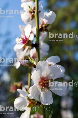 flowering trees flowering trees