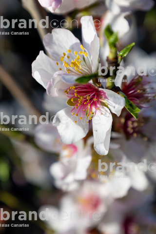 flowering trees