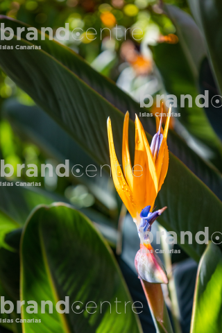 Hijuela del Botánico