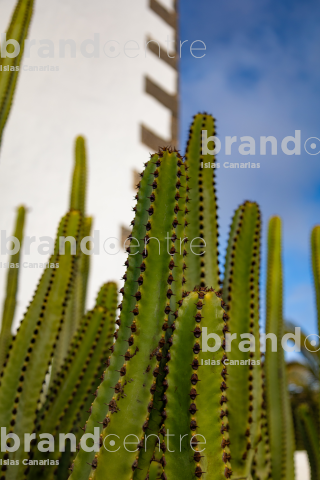 Betancuria