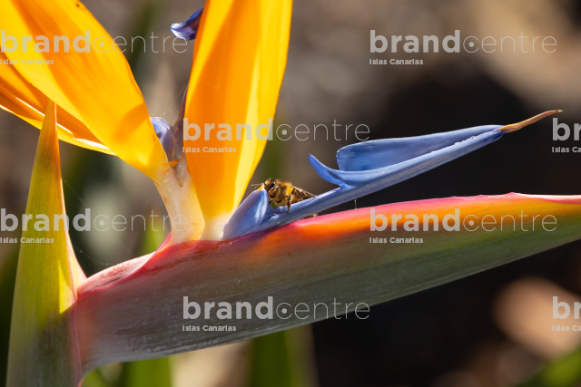 Strelitzia
