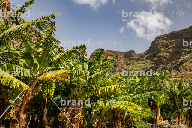 Plataneras en La Rajita