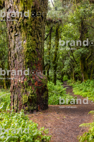 Sendero de La Llanía