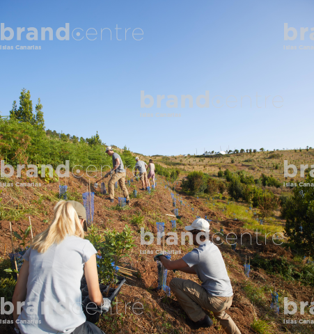 Reforestation in Gran Canaria