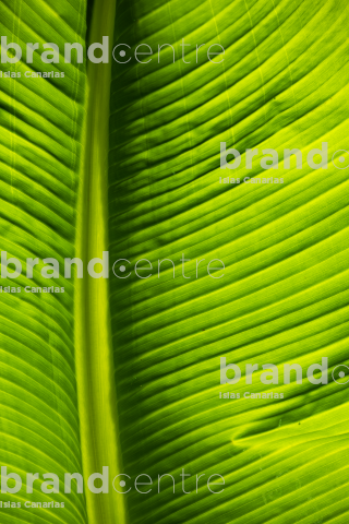 Banana leaf in Hermigua Banana leaf in Hermigua
