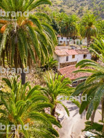 Tamargada - Mazapeces