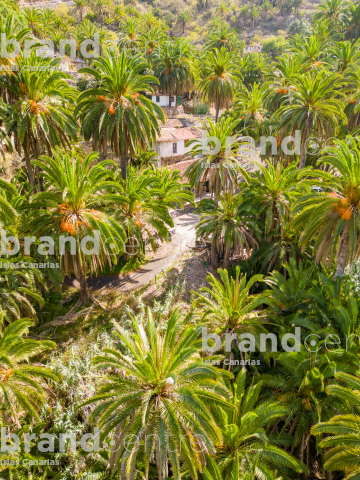 Tamargada - Mazapeces