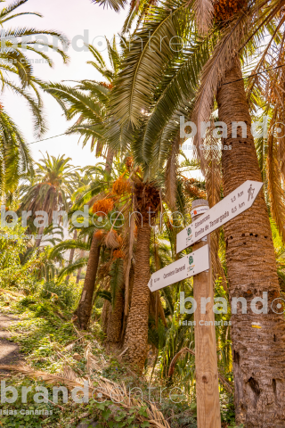 Tamargada - Mazapeces