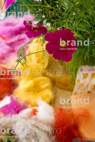 Wool Festival - Caideros