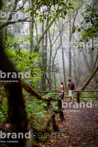 El Cedro - Garajonay