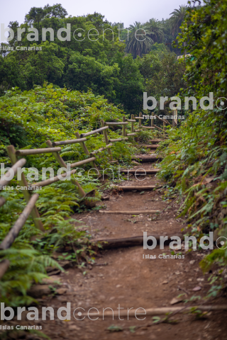 El Cedro - Garajonay