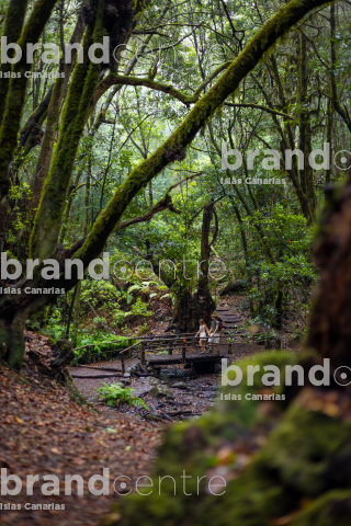 El Cedro - Garajonay