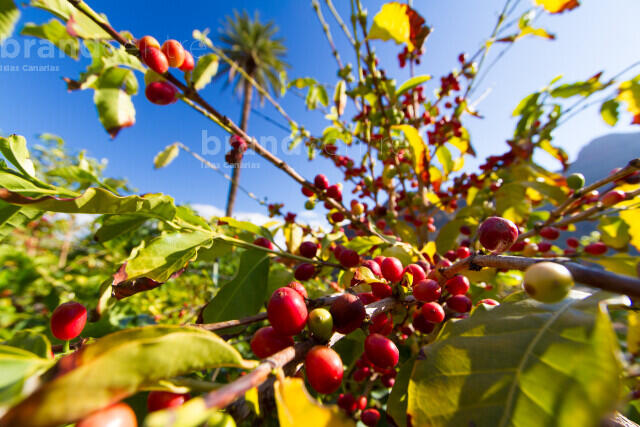 Café en el Valle de Agaete