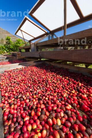 Café en el Valle de Agaete