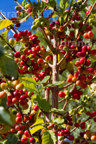 Café en el Valle de Agaete
