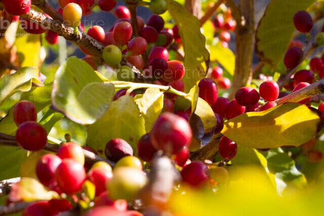 Coffee in the Agaete Valley
