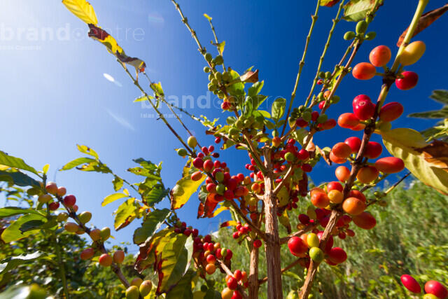 Coffee in the Agaete Valley