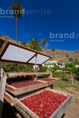 Café en el Valle de Agaete