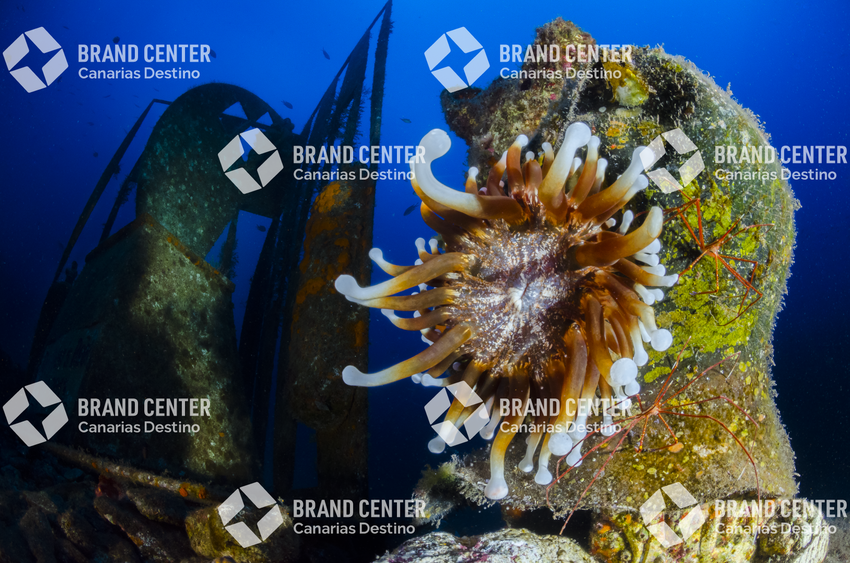 Underwater background. Tabaiba, (anemone, Telmatactis cricoides)