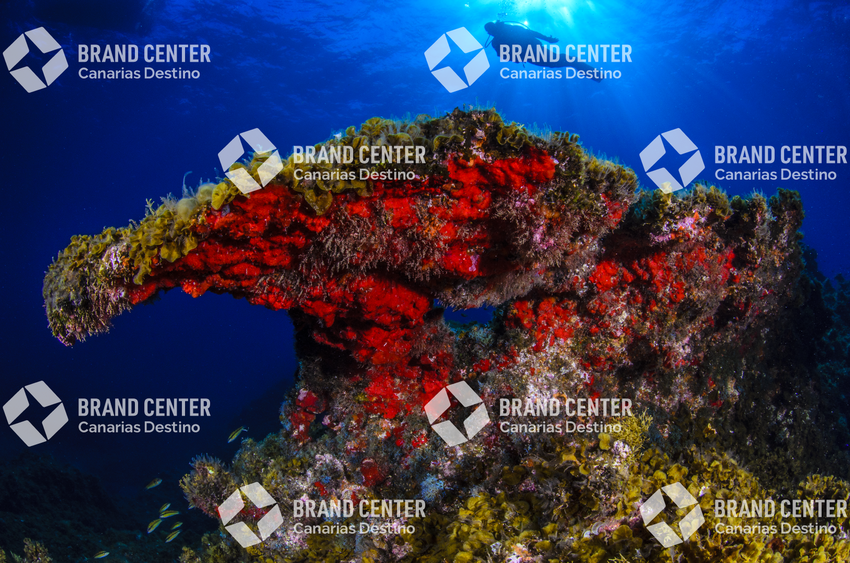 Punta Restinga marina reserve, Mar de Las Calmas 