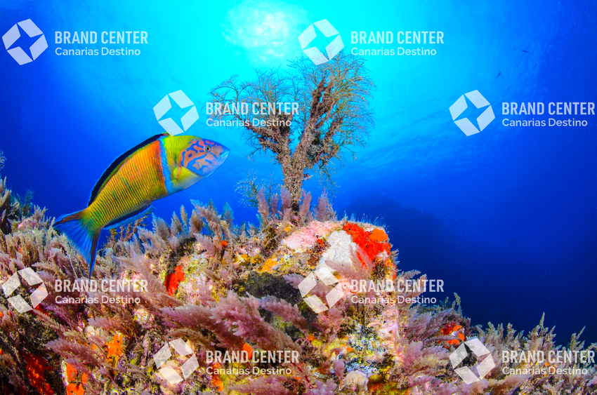 Fondo Submarino. Playa de la Cueva.