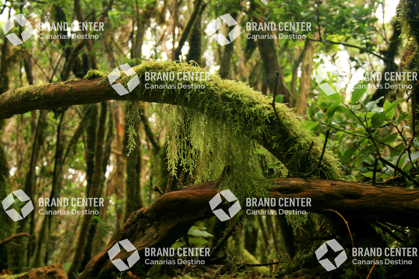 Mount of the Mercedes. Anaga Rural Park