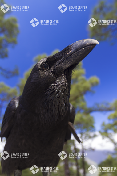 Cuervo en El Parque Nacional de La Caldera de Taburiente