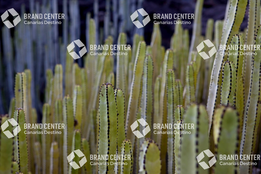 Cardon (Euphorbia canariensis)