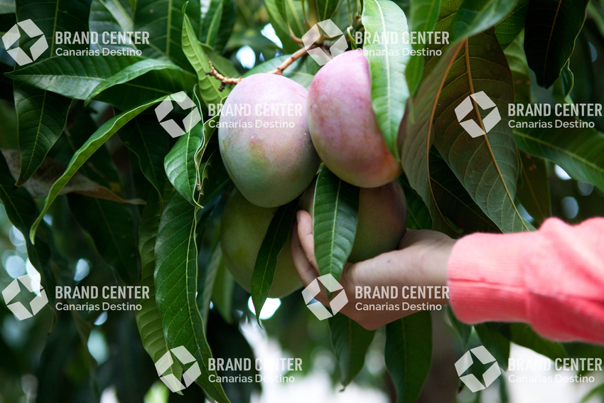 Mangos