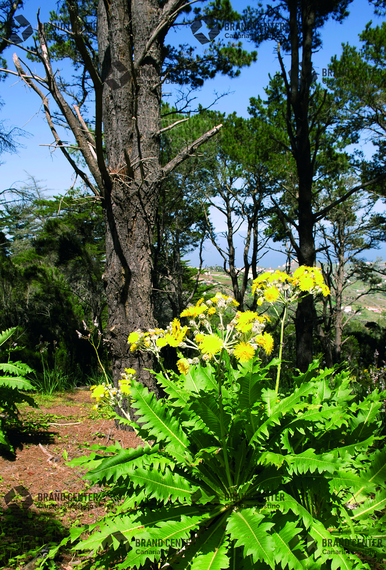 Flora in Santa Cristina