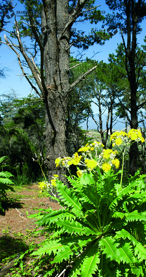 Flora en Santa Cristina