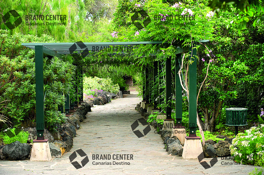 Canary garden