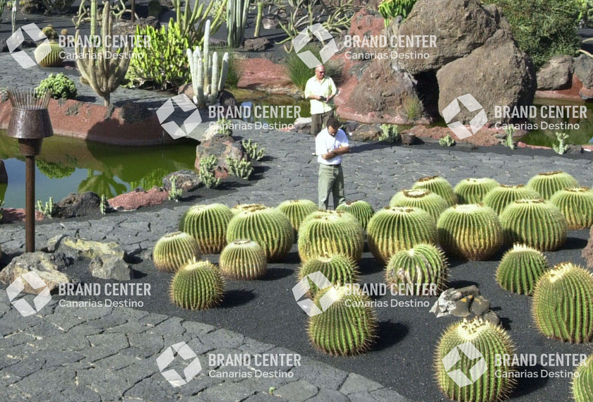 Cactus garden