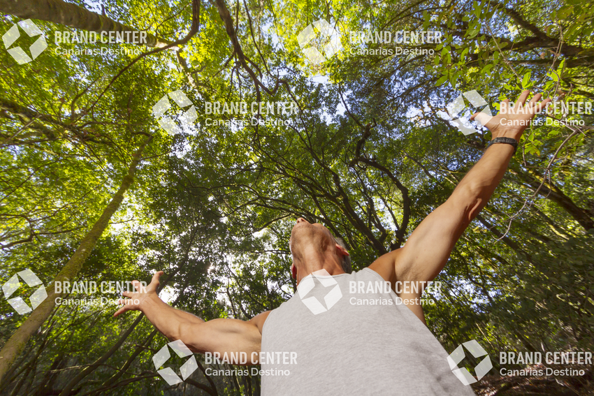 Garajonay National Park, Cedar Forest